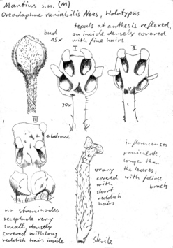 Vorschaubild Oreodaphne variabilis Nees